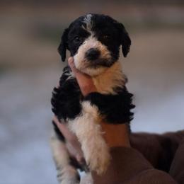 Chives - Black and white male Aussiedoodle puppy in Wilkinsville, South Carolina from Feather Branch Farm and Kennel