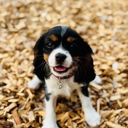 Mila - Tri-color female Cavalier King Charles Spaniel puppy in Mount Dora, Fl, Florida from Breezy Palms Cavaliers