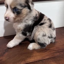 Texarkana - Blue merle Miniature Australian Shepherd puppy in San Antonio, Texas from Denali Mini Aussies