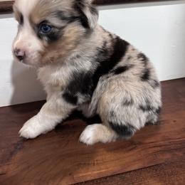 Texarkana - Blue merle Miniature Australian Shepherd puppy in San Antonio, Texas from Denali Mini Aussies