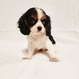 Boise - Tri-color male Cavalier King Charles Spaniel puppy in Wilburton, Oklahoma from My Kids Kennel