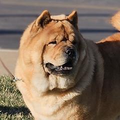 Pandi - Chow Chow