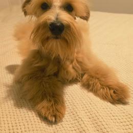 Clifford. - Wheaten male Miniature Schnauzer puppy in Texas from Blue Rose's Schnauzers