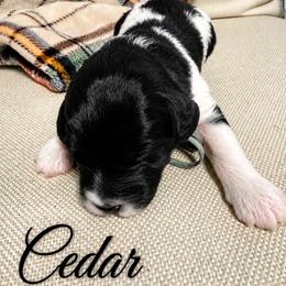 Cedar - Black and white male Saint Berdoodle puppy in Garland, Texas from Brewer's Doodles and French Bulldogs