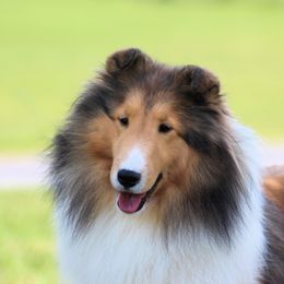 Bubbles - Shetland Sheepdog