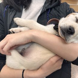 Brown - Yellow Labrador Retriever puppy in Orangevale, California from Willow Kane Farm Labrador Retrievers