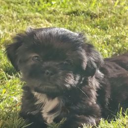 3 Pam - Black female Shih Tzu puppy in Grand Prairie, Texas from R&R Shih-Tzus & Stud Services