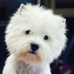 West Highland White Terriers from Timms Mill Terriers