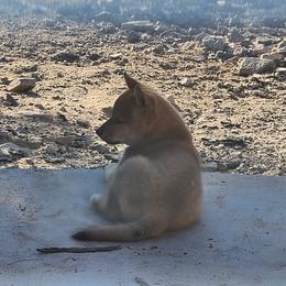 Meisha - Red female Shiba Inu puppy in Lake Havasu City, Arizona from MarshDancer's Beautiful Babes Shiba Inu