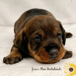 Girl 1 - Wild boar female Dachshund puppy in Polk County, Florida from Jessi’s Mini Dachshunds