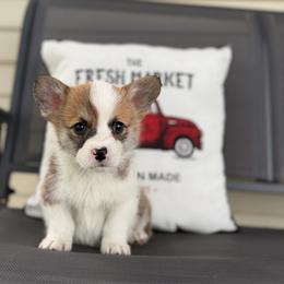 Mac - Red male Pembroke Welsh Corgi puppy in Rose, Nebraska from Clearsky Corgis