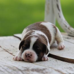 Barney - Red male Whoodle puppy in West Bend, Iowa from Blue Skies Terriers