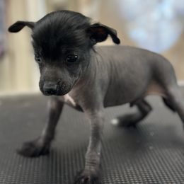 Thl - Black male Chinese Crested puppy in Rockvale, Tennessee from Cosmic Chinese Cresteds & Wind-Echo Poodles