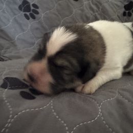 Pyrenean Mastiff Puppies from Mastini Sierra Pyrenean Mastiffs