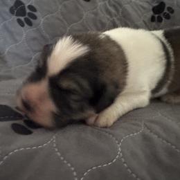 Pyrenean Mastiff Puppies from Mastini Sierra Pyrenean Mastiffs
