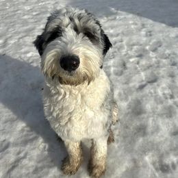 Assorted Doodle Crosses and Newfypoo All Grown Up from Arizona Doodle Trails