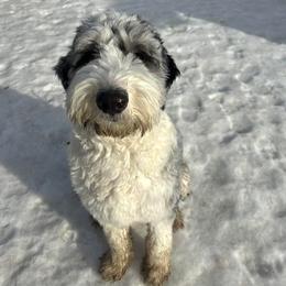 Assorted Doodle Crosses and Newfypoo All Grown Up from Arizona Doodle Trails