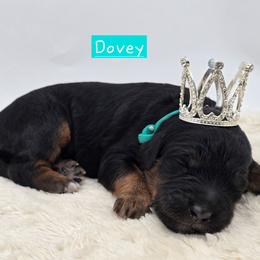 Dovey - Tri-color female Bernedoodle puppy in Neillsville, Wisconsin from Granton Creek