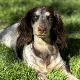 Pebbles - Dachshund
