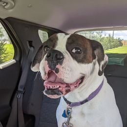 Maggie Mae - Boxer