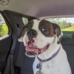 Maggie Mae - Boxer
