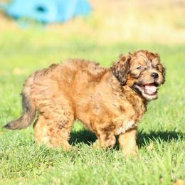 Bee - Sable male Goldendoodle puppy in Grants Pass, Oregon from Oregon Valley Doodles