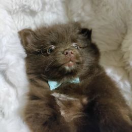 Pomeranian Puppies from Cutie Poms