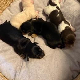 Girl 3 - Chocolate and cream female Dachshund puppy in Manteca, California from Sweet and Low Dachshunds