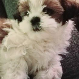 Shih Tzu Puppies from Grandma Ts Precious Puppies