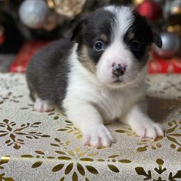 Boy 2 - Black and tan male Pembroke Welsh Corgi puppy in Rosharon, Texas from Morning Glory Corgis