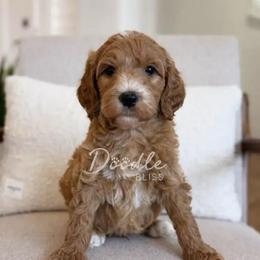 Obi-Wan - Apricot male Goldendoodle puppy in Gilbert, Arizona from Doodle Bliss