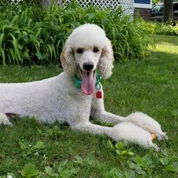 Poodles from Breakaway Standard Poodles