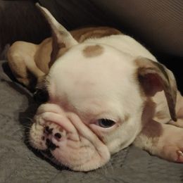 French Bulldogs from Pamela Throneberry-Perkins' French Bulldogs