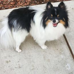 Kinny - Pomeranian