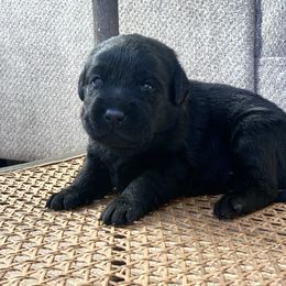 Labrador Retriever Puppies from Lothlorien Labradors