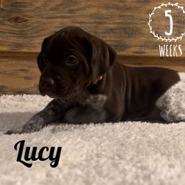 Lucy - Liver and white German Shorthaired Pointer puppy in Social Circle, Georgia from Social Point Gun Dogs