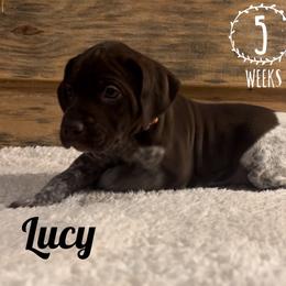 Lucy - Liver and white German Shorthaired Pointer puppy in Social Circle, Georgia from Social Point Gun Dogs