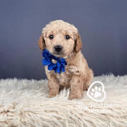 KitKat - Apricot female Goldendoodle puppy in Utah County, Utah from Big Hearted Breeders