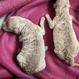 Boy 1 - Deadgrass male Chesapeake Bay Retriever puppy in Soap Lake, Washington from Desert Oasis Kennels