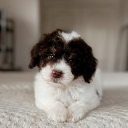 Graham - Brown and white male Bernedoodle puppy in Maricopa, Arizona from Desert Ridge Doodles