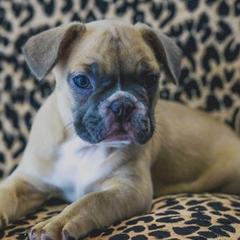 French Bulldog Puppies from All Frenchied Up