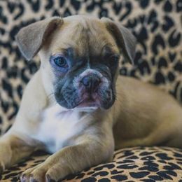 French Bulldog Puppies from All Frenchied Up