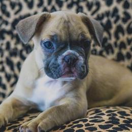 French Bulldog Puppies from All Frenchied Up