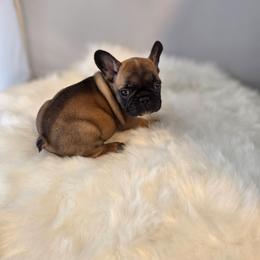 Bean - Fawn female French Bulldog puppy in Solway, Minnesota from PcFrenchies