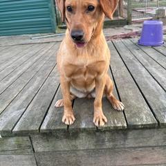 Honey - Labrador Retriever