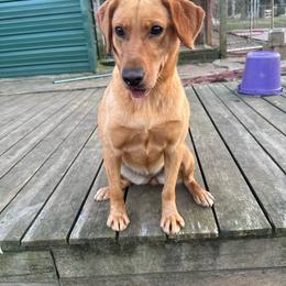 Honey - Labrador Retriever