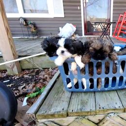Shih Tzu Puppies from Cutie Pie Shih Tzu