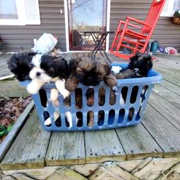 Shih Tzu Puppies from Cutie Pie Shih Tzu