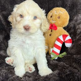 Tawney - SM0545 - Caramel ice male Australian Labradoodle puppy in Easley, South Carolina from Royal Diamond Labradoodles