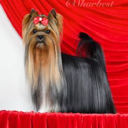 Chiko - Yorkshire Terrier